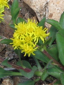 Solidago multiradata